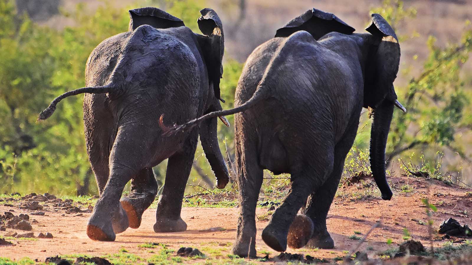 Elefanten beim spielen